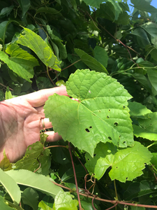 Photo By: Stephen M. Young. Photo taken: Richmond County, NY on 14 June 2019